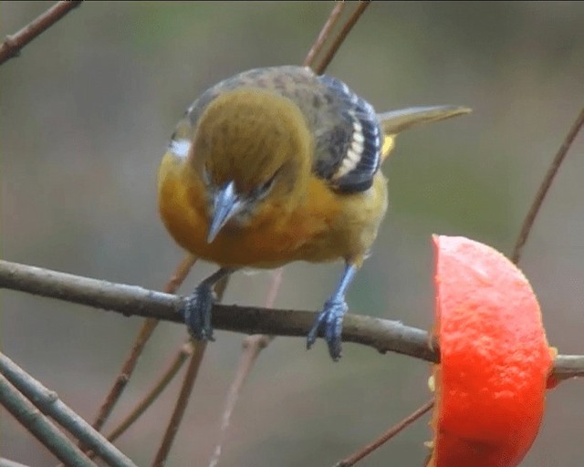 Baltimore Oriole - ML201095051