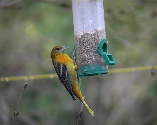 Baltimore Oriole - ML201095061