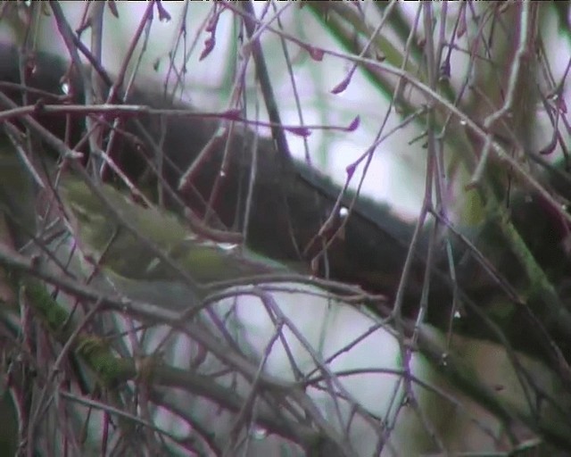 Yellow-browed Warbler - ML201095131