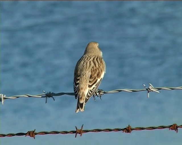 Snow Bunting - ML201095141