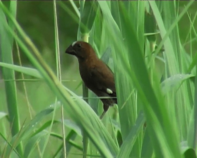 Grosbeak Weaver - ML201095201