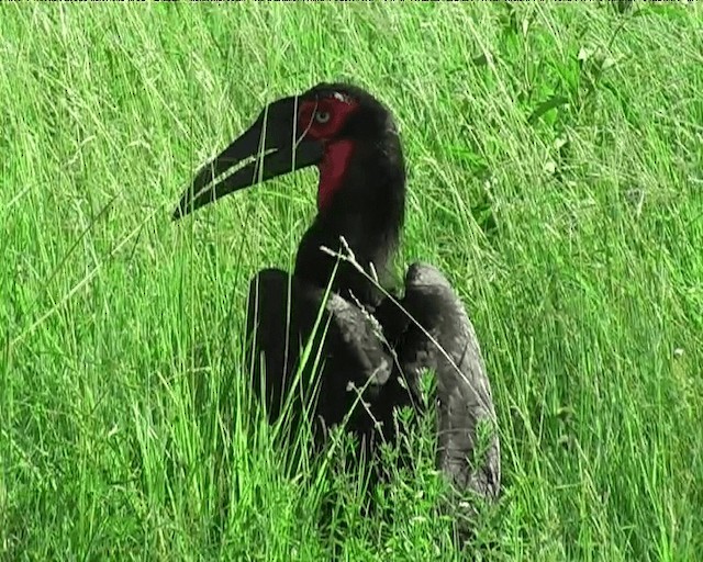 Кафрский рогатый ворон - ML201095231