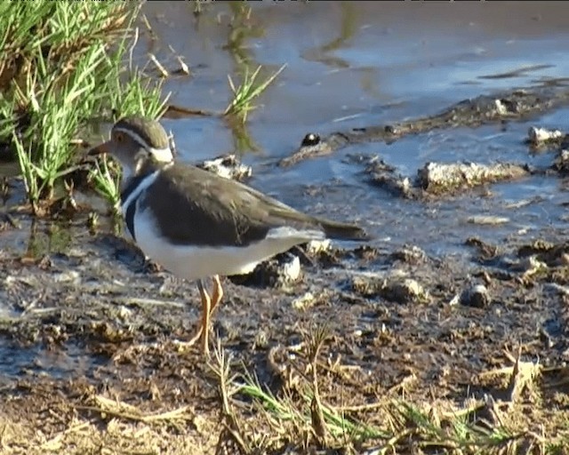 Three-banded Plover (African) - ML201095261