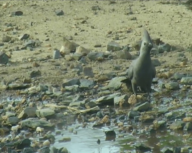 Gray Go-away-bird - ML201095291