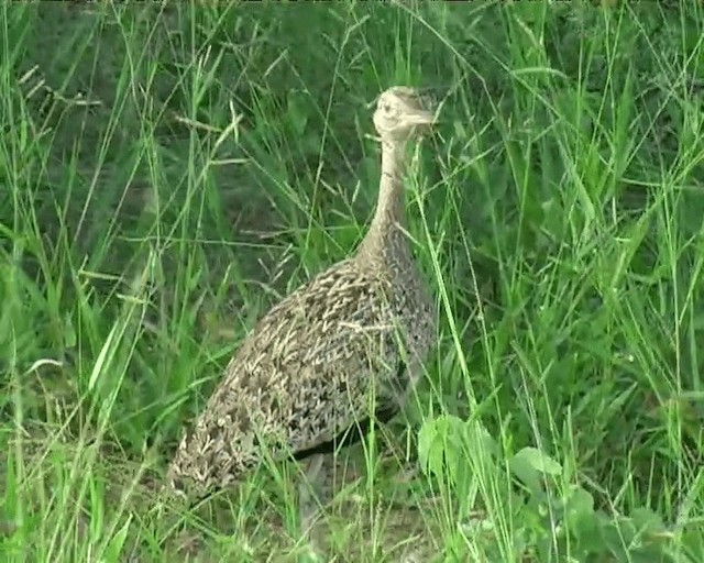 Red-crested Bustard - ML201095321