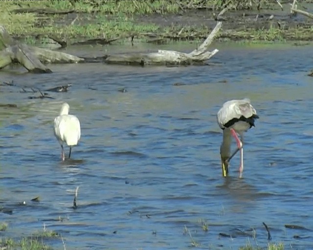 Yellow-billed Stork - ML201095331