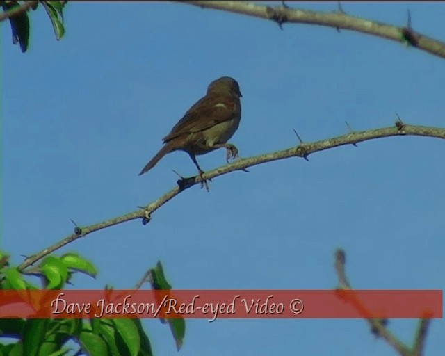 Дамарский воробей - ML201095341