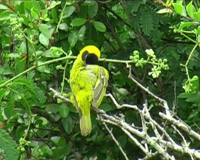 Lesser Masked-Weaver - ML201095351