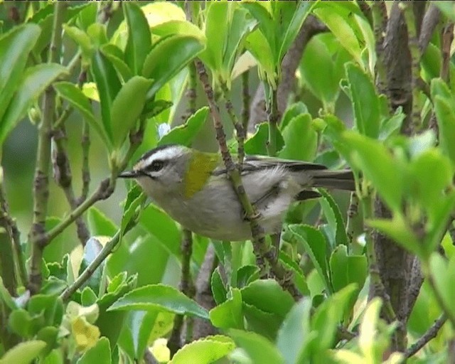 Common Firecrest - ML201095371