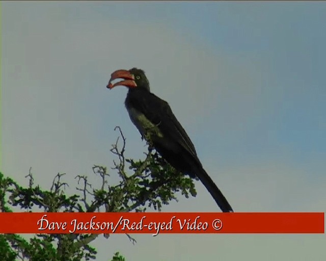 Crowned Hornbill - ML201095381