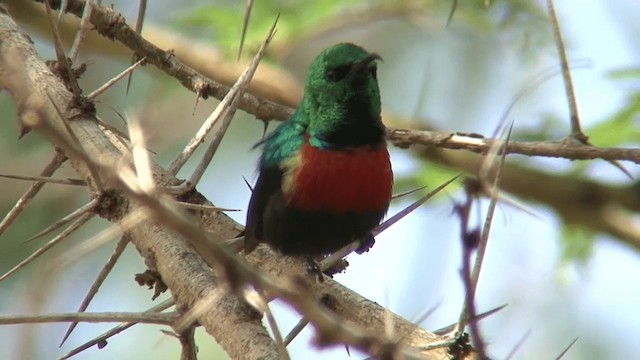 Black-bellied Sunbird - ML201095421