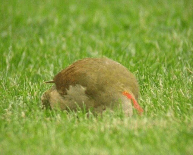 Eurasian Green Woodpecker (Eurasian) - ML201095521