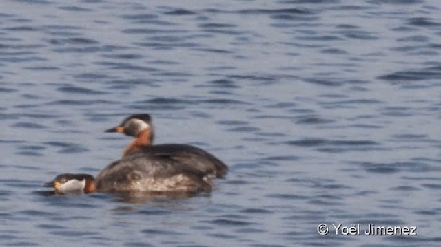 Red-necked Grebe - ML201095881