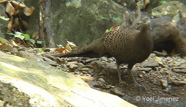 Gray Peacock-Pheasant - ML201095891