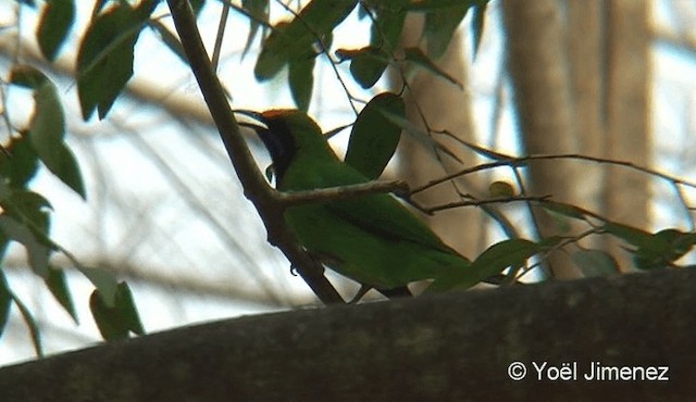 Goldstirn-Blattvogel - ML201095931