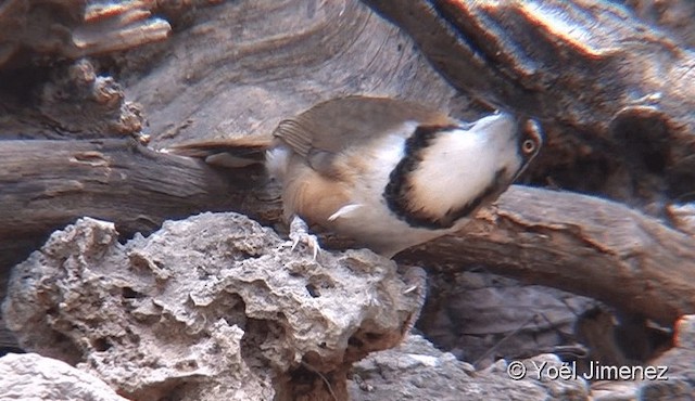 Lesser Necklaced Laughingthrush - ML201096011