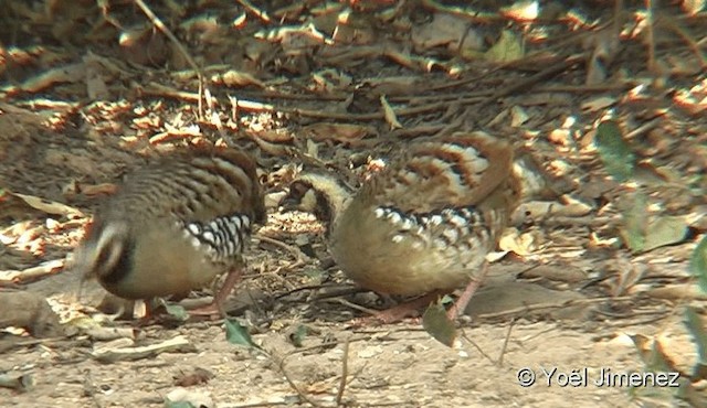 Bar-backed Partridge - ML201096031