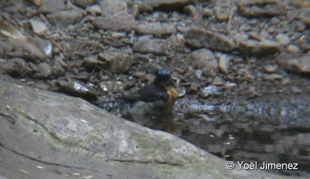 Chinese Blue Flycatcher - ML201096061