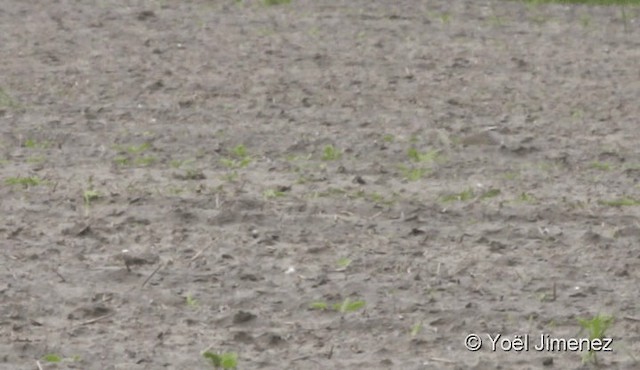 Eurasian Dotterel - ML201096101