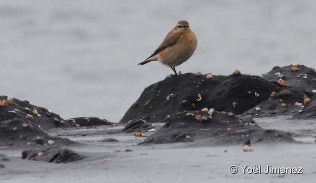 Northern Wheatear - ML201096121