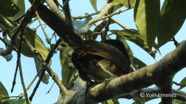 Chestnut-eared Aracari - ML201096411