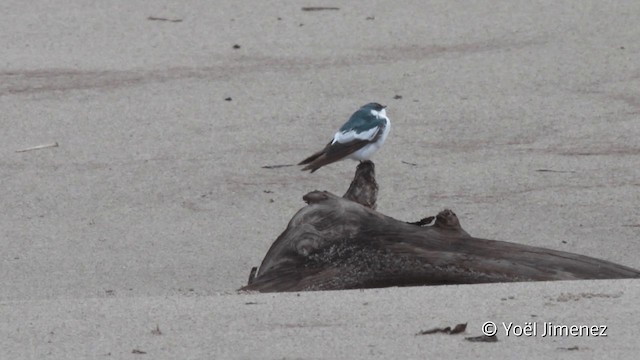 Golondrina Aliblanca - ML201096451