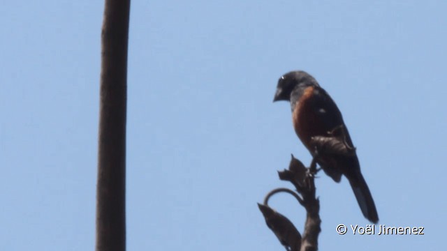 Chestnut-bellied Seed-Finch - ML201096521