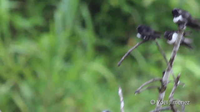 Golondrina Fajiblanca - ML201096551