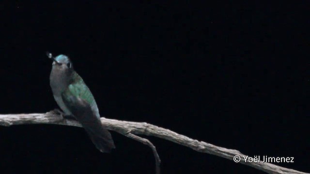 Green-fronted Lancebill - ML201096601