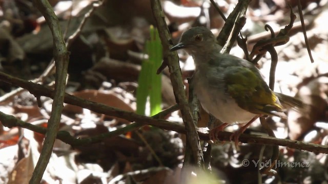 Green-backed Camaroptera (Gray-backed) - ML201096661