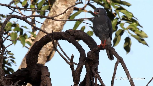 Lizard Buzzard - ML201096671