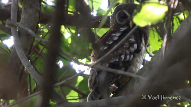 puštík africký - ML201096681