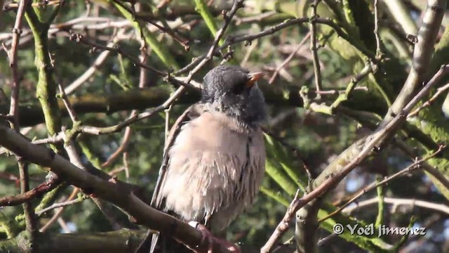 Rosy Starling - ML201096751