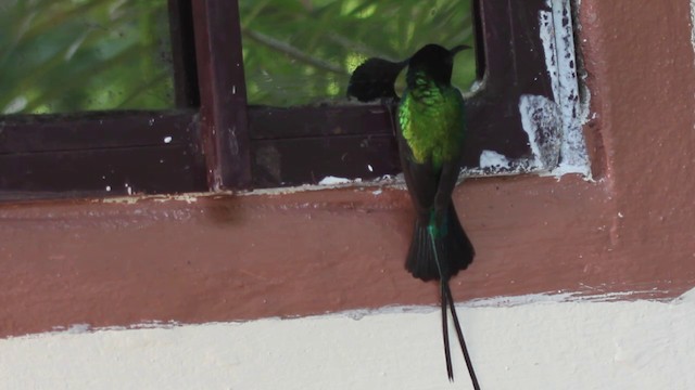 Beautiful Sunbird (Beautiful) - ML201096781