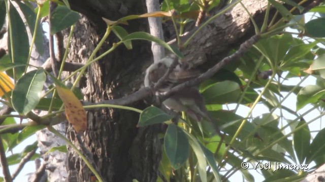 Chestnut-crowned Sparrow-Weaver - ML201096801