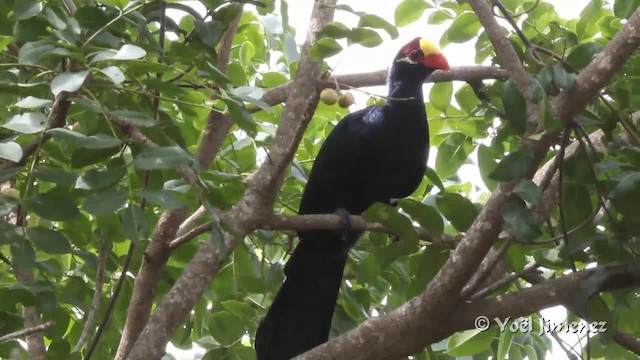 Turaco Violáceo - ML201096831