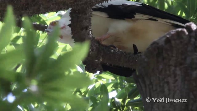 Palm-nut Vulture - ML201096851