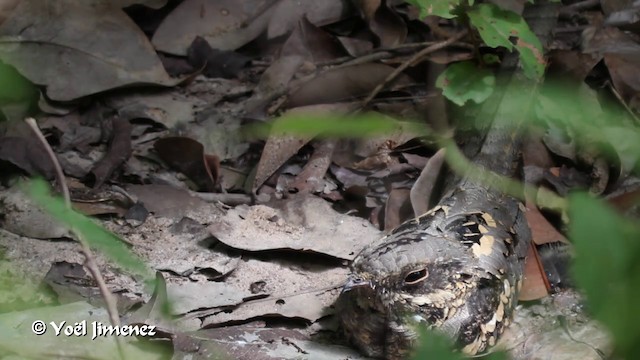 Long-tailed Nightjar - ML201096861