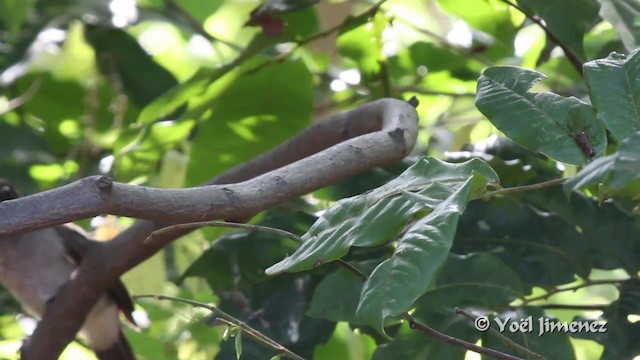 Black-headed Paradise-Flycatcher (Red-bellied) - ML201096901