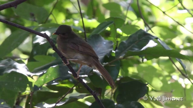 Little Greenbul - ML201096911