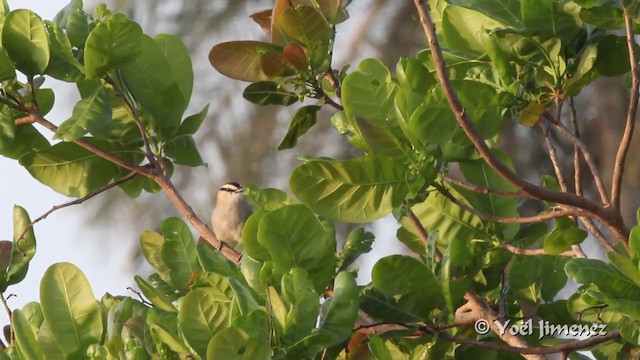 Black-crowned Tchagra (Black-crowned) - ML201096921