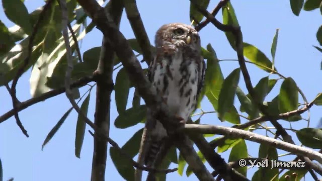 Pearl-spotted Owlet - ML201096941