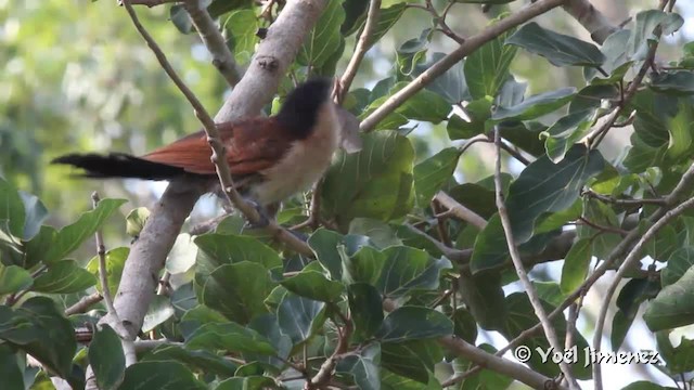 Coucal du Sénégal - ML201096951