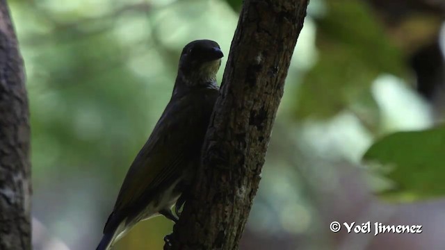 Spotted Honeyguide - ML201096961