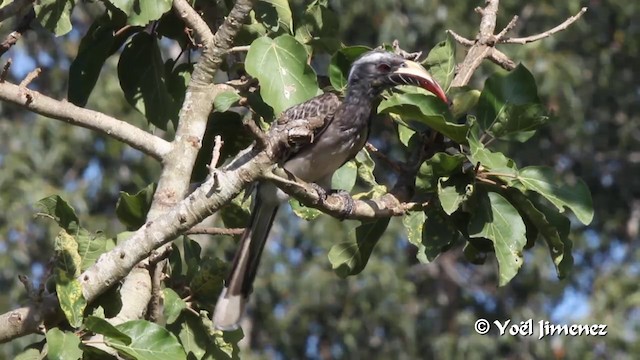 African Gray Hornbill - ML201096971