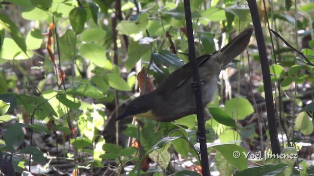 Sarı Boğazlı Yaprakbülbülü (flavicollis) - ML201096981