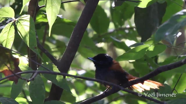 African Paradise-Flycatcher - ML201096991