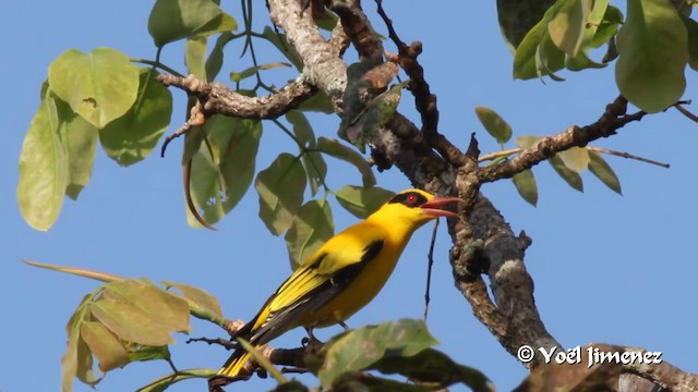 アフリカコウライウグイス - ML201097011