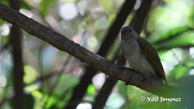 Lesser Honeyguide (Lesser) - ML201097021