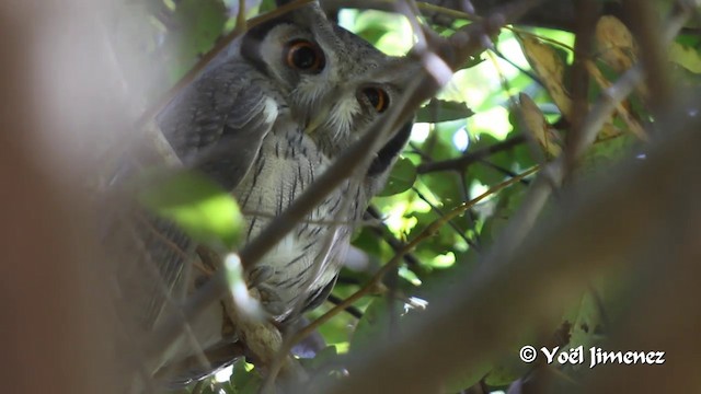 scope別注　Northern Owl White Northern/Southern White-faced Owls